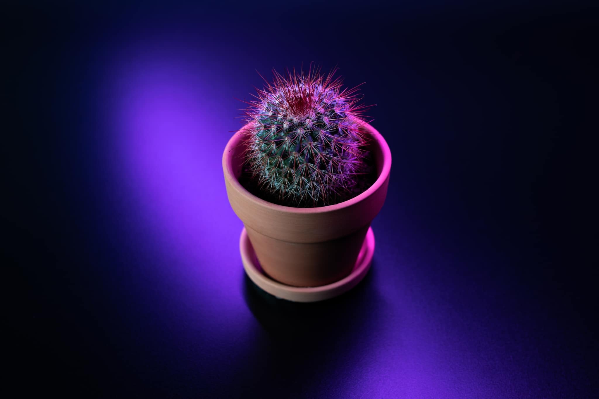 colorful cactus, abstract still life photography