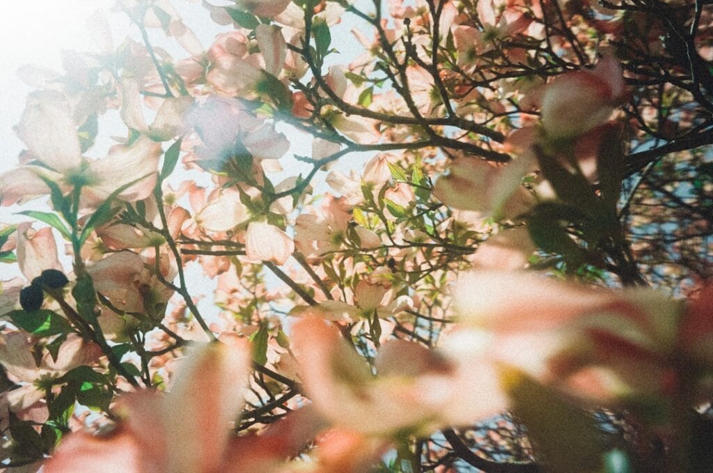 fine art photography