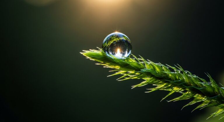 A detailed macro shot showing a single drop of water on moss, illustrating narrative and emotion in photography.