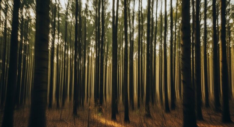 An abstract fine art photograph of a forest created using the Intentional Camera Movement technique, showing vertical blurs of color.