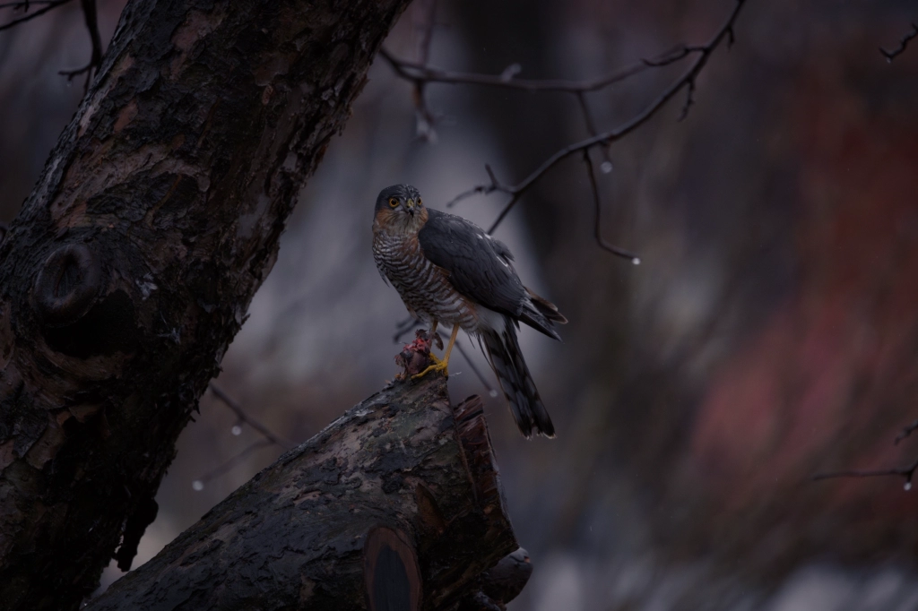 Wildlife Photography of a Hawk Feeding | Nature Close-Up | Tuzla | Photos by Sinisa Zec Studio