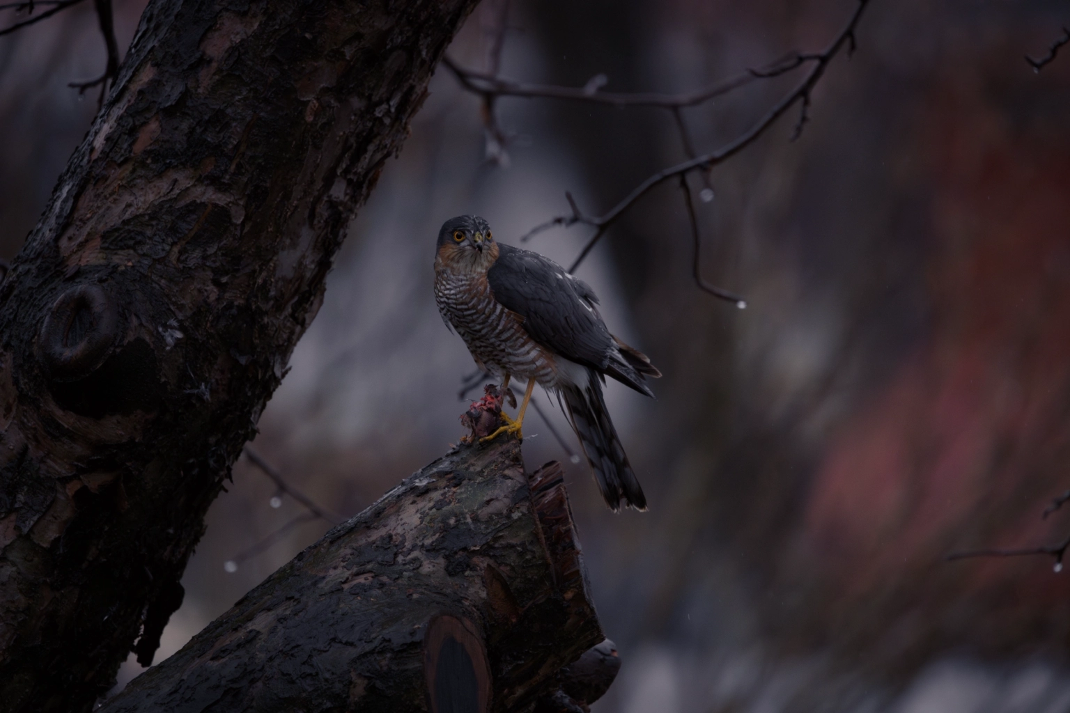 Wildlife Photography of a Hawk Feeding | Nature Close-Up | Tuzla | Photos by Sinisa Zec Studio